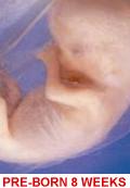 Fetus 8 weeks captioned 120 x 180