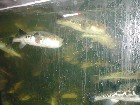 Fugu in the tank