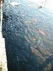 Big Koi