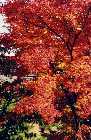 Japanese Maple Leaves